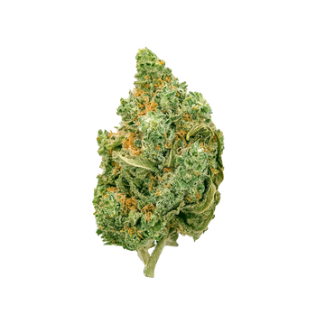 Black Haze THC+